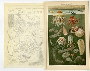 Antique Print-JELLYFISH-OCTOPUS-SEA-MEERESFAUNA-PLATE I-Meyer-1898