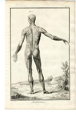 Antique Print-HUMAN ANATOMY-SKELETON-MUSCLES-REAR-Benard-Diderot-1779