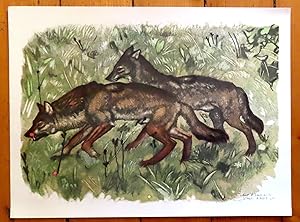 Couple de loups marchant.