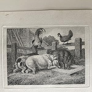 Imagen del vendedor de Three pigs feeding. Etching a la venta por Paffron & Scott