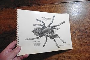 Imagen del vendedor de The Tarantula. Classification and Identification Guide. a la venta por Neil Summersgill Ltd ABA,PBFA,ILAB.