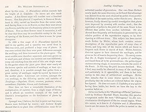 Imagen del vendedor de On Seedling Saxifrages grown at Brockhurst from a single scape of Saxifraga Macnabiana. This is an original article from the Memoirs of the Literary and Philosophical Society of Manchester, 1889. a la venta por Cosmo Books