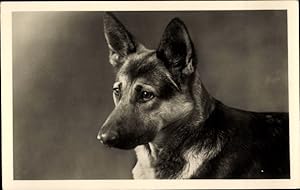 Ansichtskarte / Postkarte Schäferhund, Hund, Tierportrait