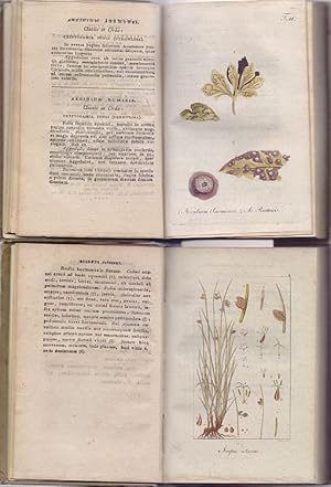 Deutschlands Flora oder botanisches Taschenbuch. Erster Theil (2 Abteilungen, für die Jahre 1800 ...