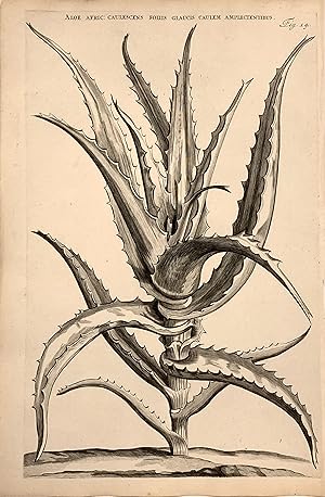 Bild des Verkufers fr Aloe Afric; Caulescens Foliis Glaucis Caulem Amplectentibus zum Verkauf von Argosy Book Store, ABAA, ILAB