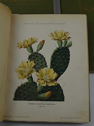 Blühende Kakteen (Iconographia Cactearum).