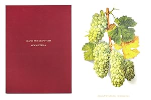 Bild des Verkufers fr Grapes And Grape Vines Of California. zum Verkauf von John Windle Antiquarian Bookseller, ABAA