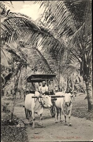 Ansichtskarte / Postkarte Ceylon Sri Lanka, Bullock travelling wagon, Rinderfuhrwerk, Palmen