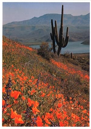 Seller image for saguaro postcard: Tonto national Monument for sale by Mobyville