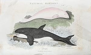 Bild des Verkufers fr Beluga and Grampus [Orca]. The Naturalist's Miscellany. zum Verkauf von Peter Harrington.  ABA/ ILAB.