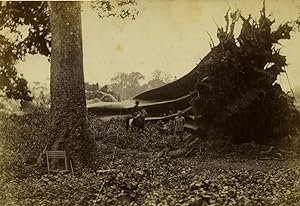 Togo Lome downed olive tree ? Old Photo 1900