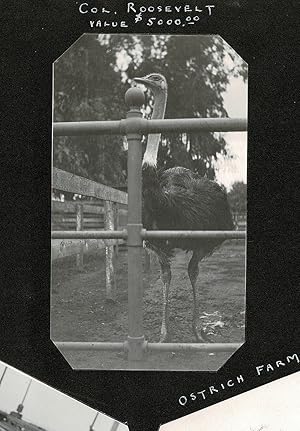 1915 Photos of California Missions, Hotel del Coronado & Col. Roosevelt the $5,000 Ostrich