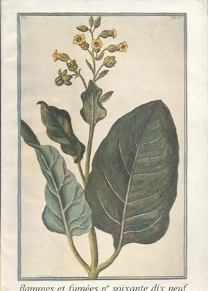 Flammes et fumées N° 79. Revue du S.E.I.T.A. Article illustré sur les botanistes et le tabac.