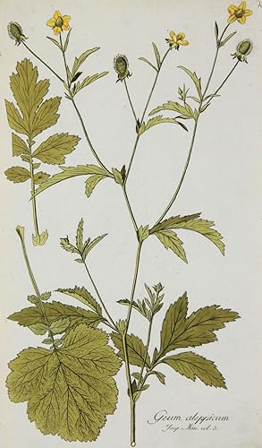 Geum aleppicum, Botanische Werke, Nikolaus Joseph von Jacquin, Aleppo-Nelkenwurz. - PlanzenportrÃ...