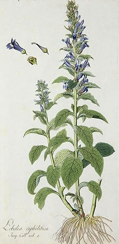 Lobelia siphilitica, Botanische Werke, Nikolaus Joseph von Jacquin, Lobelia siphilitica. - Pflanz...