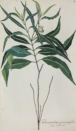 Tabernaemontana persicariifolia, Botanische Werke, Nikolaus Joseph von Jacquin, Tabernaemontana p...