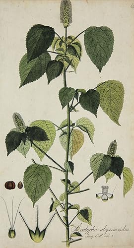 Acalyphe alopecuroidea, Botanische Werke, Nikolaus Joseph von Jacquin, Acalypha alopecuroidea. - ...