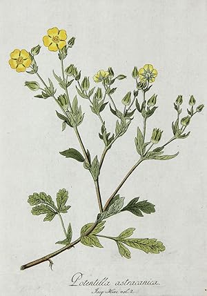 Potentilla astracanica, Botanische Werke, Nikolaus Joseph von Jacquin, Potentilla astracanica.- P...