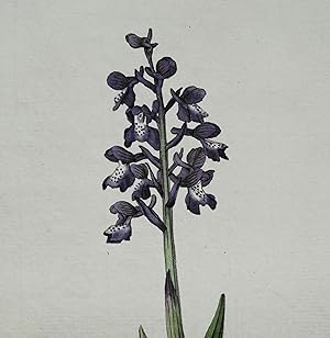 Antique Botanical Orchid Print Orchis Morio Curtis Flora Londinensis 1777