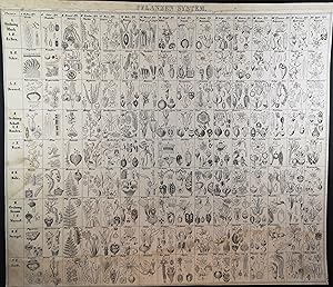 Bild des Verkufers fr Lithographie von 1836. Pflanzensystem Tafel 1. zum Verkauf von ANTIQUARIAT Franke BRUDDENBOOKS