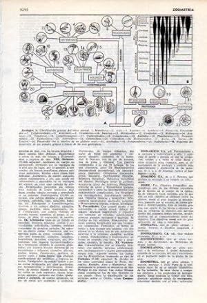 Imagen del vendedor de LAMINA V35942: Zoologia clasificacion del reino animal a la venta por EL BOLETIN