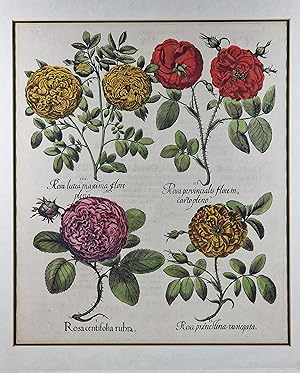 Seller image for Rosa centifolia Rubra, Rosa praenestina variegata, Rosa provincialis flore in cartopleno, Rosa lutea maxima flore pleno. for sale by Graphik-Antiquariat Jason Dssel