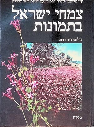Imagen del vendedor de Pictorial Flora of Israel (Hebrew edition) a la venta por Klondyke