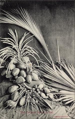 Ansichtskarte / Postkarte Kokosnüsse, Palmen-Blätter