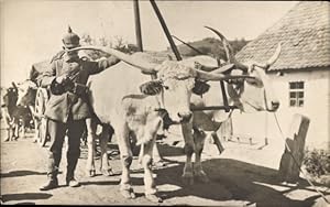 Foto Ansichtskarte / Postkarte Deutscher Soldat mit einem Ochsenkarren, Langhornochsen, I. WK