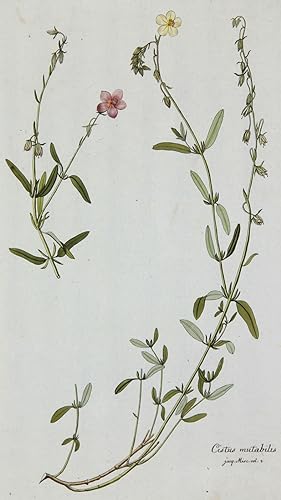 PflanzenportrÃ¤t, Botanische Werke, Nikolaus Joseph von Jacquin, Cistus mutabilis. - Pflanzenport...