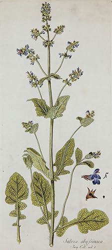 PflanzenportrÃ¤t, Botanische Werke, Nikolaus Joseph von Jacquin, Salvia abyssinica. - Pflanzenpor...