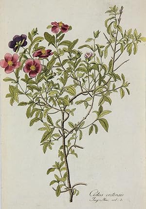 PflanzenportrÃ¤t, Botanische Werke, Nikolaus Joseph von Jacquin, Cistus cretensis. - Pflanzenport...