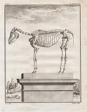 Bild des Verkufers fr "Pl. XIII Pag 432" - Esel Hausesel donkey ane / Skelett skeleton / Tiere animals animaux zum Verkauf von Antiquariat Steffen Vlkel GmbH