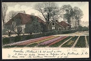 Ansichtskarte Heemstede, Tulpenveld a. d. Weg van Heemstede