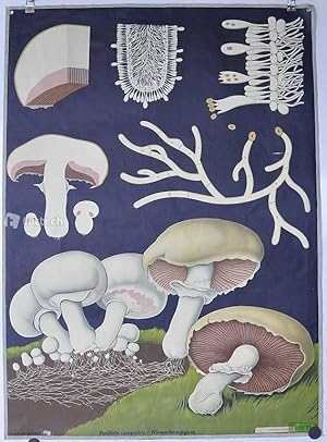 Imagen del vendedor de Vintage Schulwandbild / Lehrtafel "Feld- und Wiesenchampignon" a la venta por sammelbecken, br