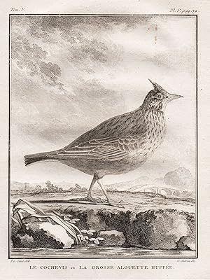 Bild des Verkufers fr Le Cochevis ou la grosse Alouette Huppee" - Lerche Larks Lerchen / Vgel Vogel bird birds / Tiere animals zum Verkauf von Antiquariat Steffen Vlkel GmbH