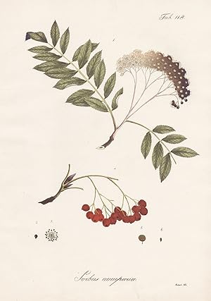 Imagen del vendedor de Sorbus aucuparia" - Vogelbeere Eberesche rowan mountain-ash Vogelbeerbaum / Botanik botany / Pflanze plant a la venta por Antiquariat Steffen Vlkel GmbH