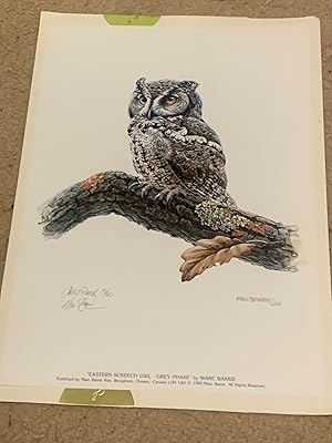 Screech Owl Study (Signed Artist Proof - 8/40)