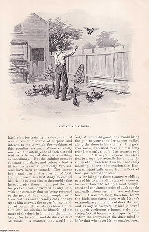 Imagen del vendedor de Wild Ducks and Tame Decoys: Duck Keeping and Shooting with Henry Eldridge in Brewster, Cape Cod. This is an original article from the Harper's Monthly Magazine, 1896. a la venta por Cosmo Books