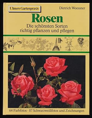 Rosen : Die schönsten Sorten richtig pflanzen und pflegen.