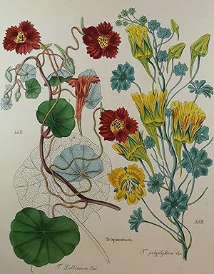 Bild des Verkufers fr Alt kolorierte Lithographie 1840. Tropaeoleae. zum Verkauf von ANTIQUARIAT Franke BRUDDENBOOKS