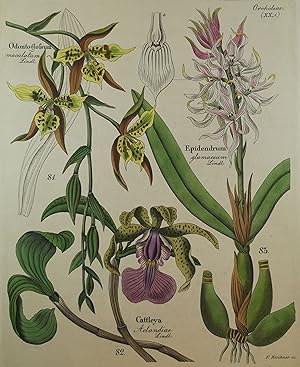 Seller image for Alt kolorierte Lithographie um 1845. Orchideen. for sale by ANTIQUARIAT Franke BRUDDENBOOKS