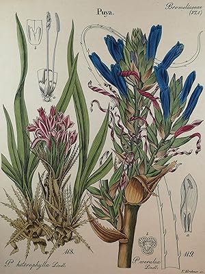 Bild des Verkufers fr Alt kolorierte Lithographie 1840. Bromeliaceae. zum Verkauf von ANTIQUARIAT Franke BRUDDENBOOKS