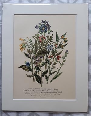 Image du vendeur pour A vintage print of an engraving of a group from the forget-me-not family, featuring the Evergreen Alkanet, Tuberous-Rooted Comfey Lungwort, Jacob's Ladder, Borage, Gromwell, Houndstongue and Bugloss mis en vente par GN Books and Prints