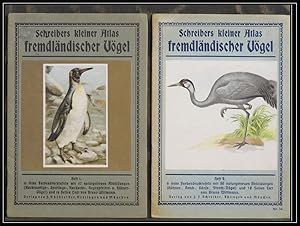 Schreibers kleiner Atlas fremdländischer Vögel. 1: Rackenartige-, Sperlings-, Kuckucks-, Regenpfe...