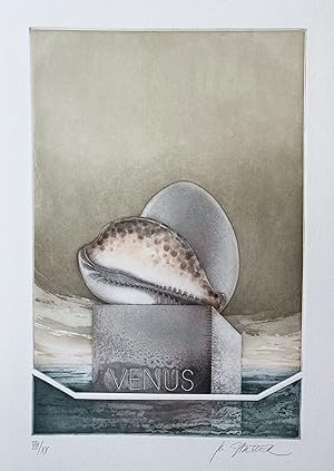 "Venus" / Muschel shell seashell
