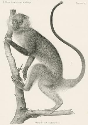 Meerkatze, Afrikanische Wildtiere, Primaten, Wilhelm Peters, Primaten. - Meerkatze. - "Cercopithe...