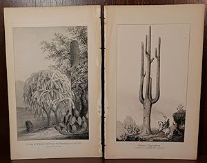 2 Cactus Lithographs New Mexico/Arizona