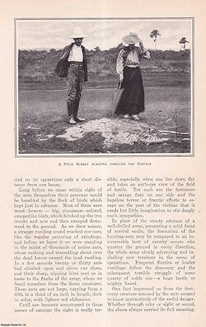 Seller image for In the Venezuelan Wilderness. This is an original article from the Harper's Monthly Magazine, 1909. for sale by Cosmo Books