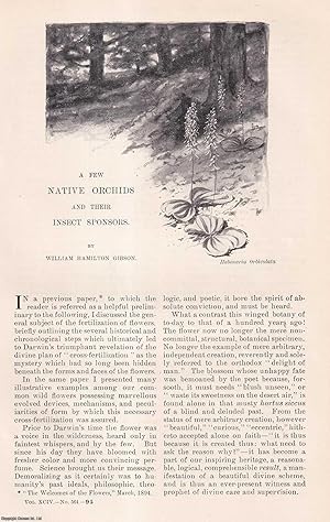 Seller image for A Few Native Orchids and their Insect Sponsors. This is an original article from the Harper's Monthly Magazine, 1896. for sale by Cosmo Books